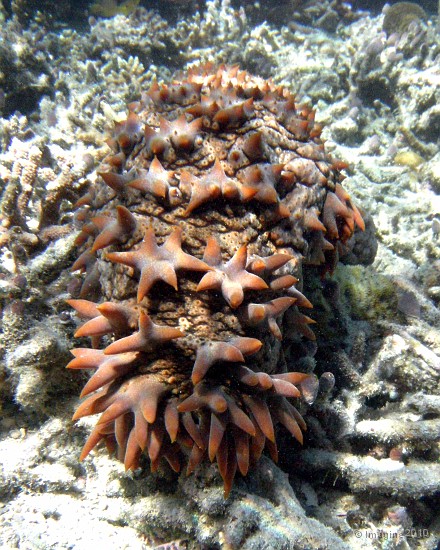 50- L'holothurie Thelenota ananas mesure environ 70cm - Ilot Mato.JPG
